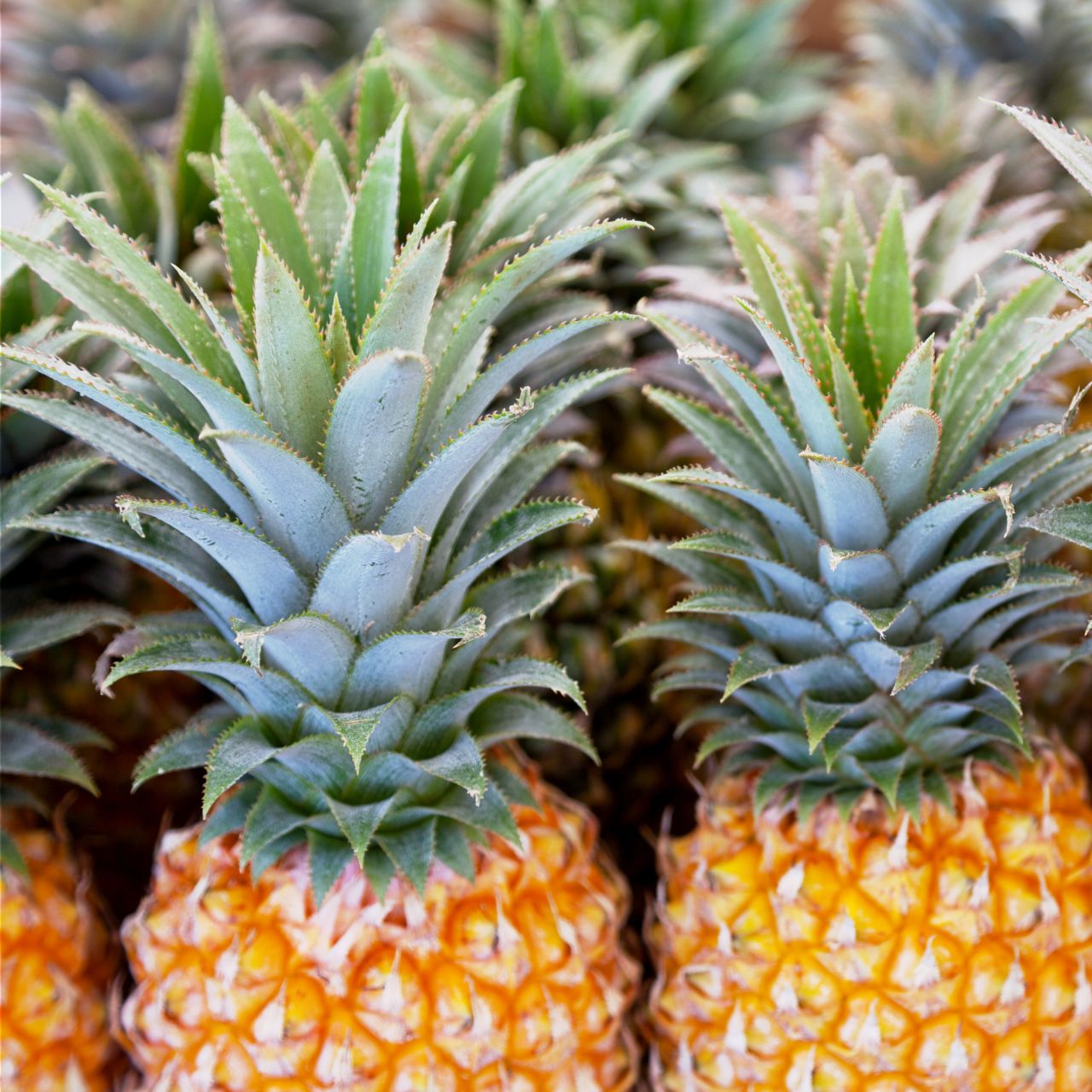 Ananas Victoria Maxime Boutique