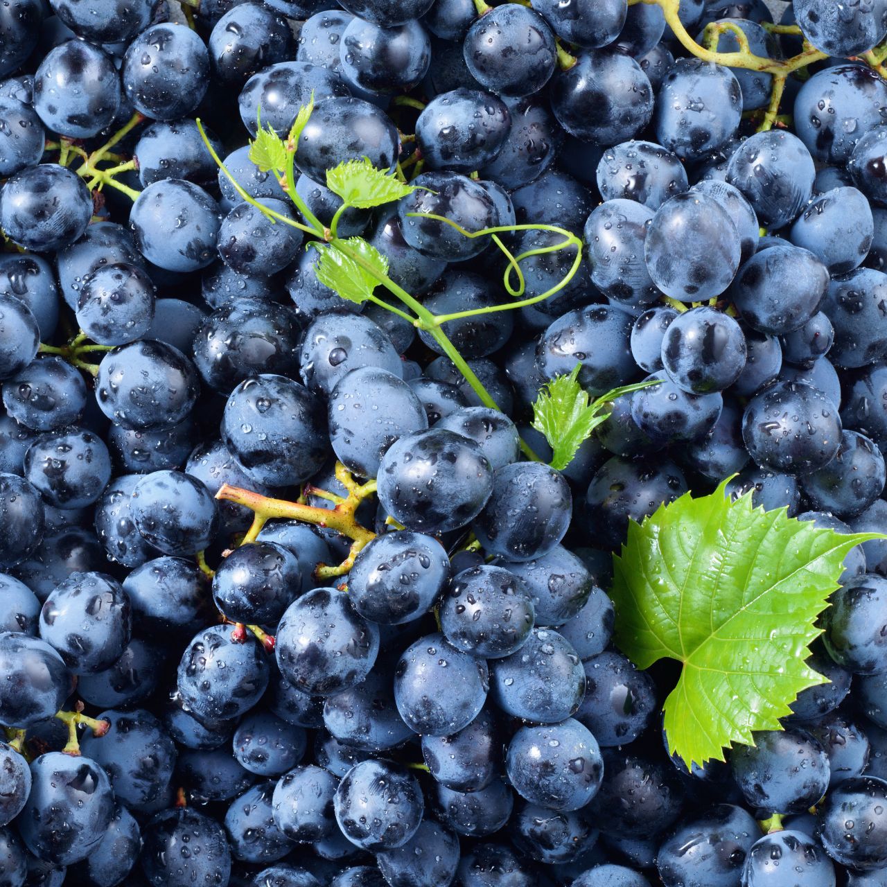 Raisin Muscat Maxime Boutique